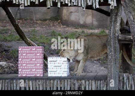 (171214) -- LONDRES, 14 décembre 2017 -- Un lion ouvre ses cadeaux lors d'un photocall d'animaux appréciant des friandises festives à la Zoological Society of London à Londres, en Grande-Bretagne, le 14 décembre 2017.) (Zjy) BRITAIN-LONDON-ZOO-CHRISTMAS TREAT HanxYan PUBLICATIONxNOTxINxCHN Banque D'Images