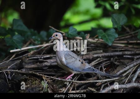 Plan rapproché moyen d'une colombe de deuil parmi un tas de brindilles et de branches. Faible profondeur de champ Banque D'Images