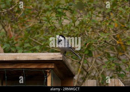 Motacilla alba famille Motacillidae genre Motacilla queue de cheval blanche sur la clôture photographie d'oiseaux de nature sauvage, image, papier peint Banque D'Images