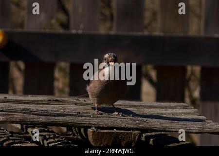 Garrulus glandarius genre Garrulus famille Corvidés Jay eurasien nature sauvage photographie d'oiseaux, image, papier peint mange des cacahuètes Banque D'Images