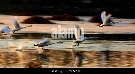 (171223) -- BEIJING, 23 décembre 2017 -- des cygnes volent à la surface de l'eau dans le district de Huairou à Beijing, capitale de la Chine, le 23 décembre 2017.) (Yxb) CHINA-BEIJING-SWAN(CN) BuxXiangdong PUBLICATIONxNOTxINxCHN Banque D'Images