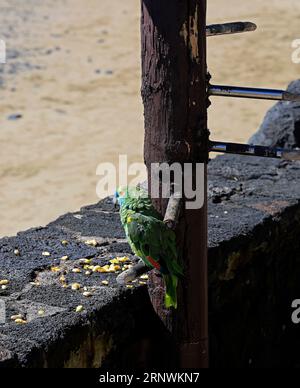 Petit vieux perroquet apprivoisé vert / perruche à l'extérieur d'un bar à Playa Blanca, Lanzarote Banque D'Images