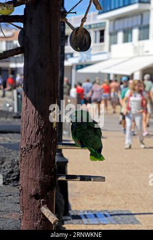 Petit vieux perroquet apprivoisé vert / perruche à l'extérieur d'un bar à Playa Blanca, Lanzarote Banque D'Images