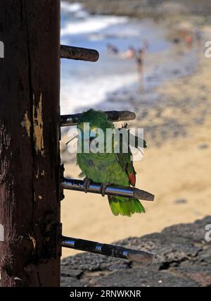 Petit vieux perroquet apprivoisé vert / perruche à l'extérieur d'un bar à Playa Blanca, Lanzarote Banque D'Images