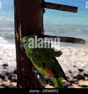 Petit vieux perroquet apprivoisé vert / perruche à l'extérieur d'un bar à Playa Blanca, Lanzarote Banque D'Images