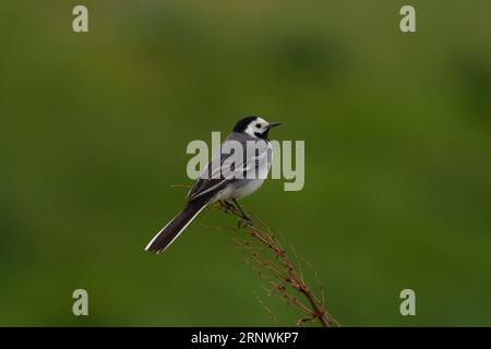 Motacilla alba famille Motacillidae Genus Motacilla White Wagtail nature sauvage photographie d'oiseaux, image, papier peint Banque D'Images