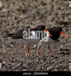 Haematopus ostralegus famille Haematopodidae genre Haematopus Oystercatcher eurasien photographie d'oiseaux sauvages de bord de mer, image, papier peint Banque D'Images