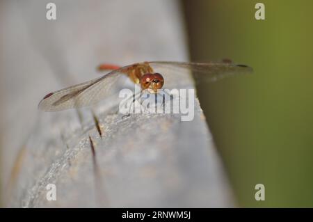 Une Damselfly orange reposant sur du bois avec des ailes grandes ouvertes Banque D'Images