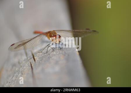 Une Damselfly orange reposant sur du bois avec des ailes grandes ouvertes Banque D'Images