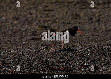 Haematopus ostralegus famille Haematopodidae genre Haematopus Oystercatcher eurasien photographie d'oiseaux sauvages de bord de mer, image, papier peint Banque D'Images