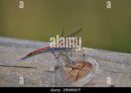 Une Damselfly orange reposant sur du bois avec des ailes grandes ouvertes Banque D'Images