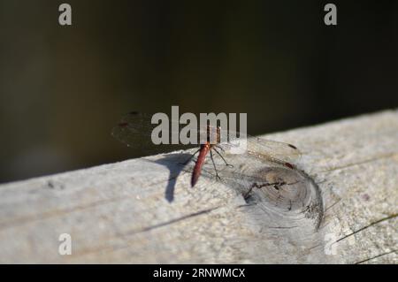 Une Damselfly orange reposant sur du bois avec des ailes grandes ouvertes Banque D'Images