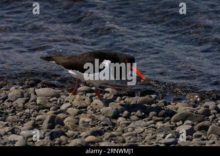 Haematopus ostralegus famille Haematopodidae genre Haematopus Oystercatcher eurasien photographie d'oiseaux sauvages de bord de mer, image, papier peint Banque D'Images