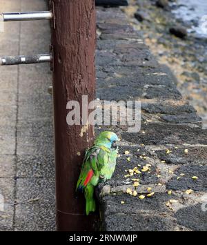 Petit vieux perroquet apprivoisé vert / perruche à l'extérieur d'un bar à Playa Blanca, Lanzarote Banque D'Images