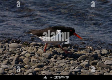 Haematopus ostralegus famille Haematopodidae genre Haematopus Oystercatcher eurasien photographie d'oiseaux sauvages de bord de mer, image, papier peint Banque D'Images