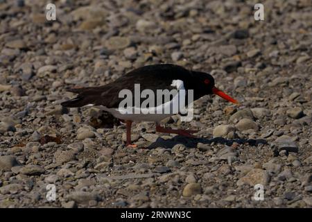 Haematopus ostralegus famille Haematopodidae genre Haematopus Oystercatcher eurasien photographie d'oiseaux sauvages de bord de mer, image, papier peint Banque D'Images