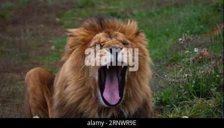 Lion africain, panthera leo, bâillements masculins Banque D'Images