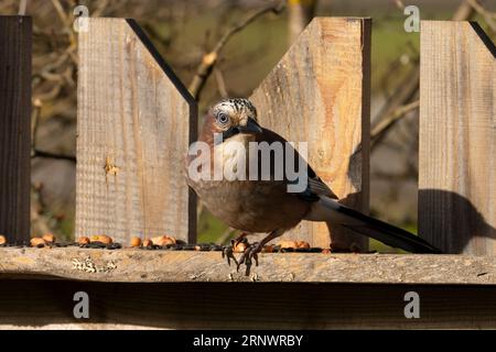 Garrulus glandarius genre Garrulus famille Corvidés Jay eurasien nature sauvage photographie d'oiseaux, image, papier peint manger des arachides Banque D'Images