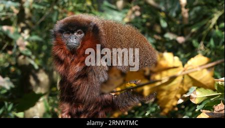 Singe Titi rouge, callicebus cupreus, adulte debout sur Branch Banque D'Images