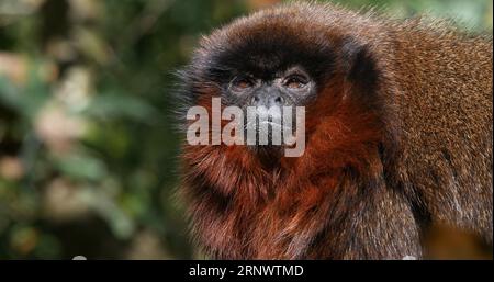 Singe Titi rouge, callicebus cupreus, adulte debout sur Branch Banque D'Images