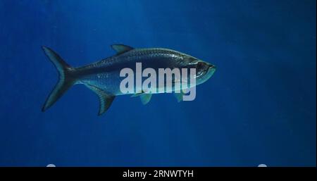 Tarpon Atlantique, Megalops atlanticus, natation adulte Banque D'Images