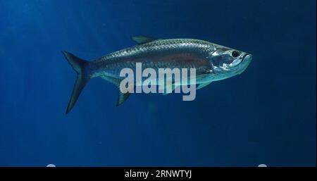 Tarpon Atlantique, Megalops atlanticus, natation adulte Banque D'Images