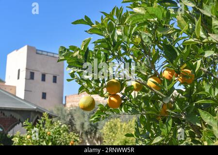 Marrakech, Maroc - 21 février 2023 : le jardin Secret, dans l'ancienne médina de Marrakech Banque D'Images