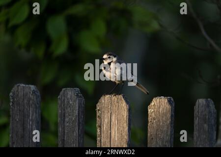 Motacilla alba famille Motacillidae genre Motacilla queue de cheval blanche sur la clôture photographie d'oiseaux de nature sauvage, image, papier peint Banque D'Images