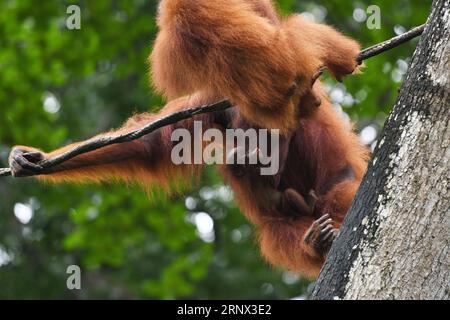 (180111) -- SINGAPOUR, 11 janvier 2018 -- Un bébé orang-outan de Bornéo s'accroche à sa mère lors d'une visite médiatique d'animaux nouveau-nés au zoo de Singapour le 11 janvier 2018. Les animaux confiés aux réserves fauniques de Singapour (WRS) ont donné naissance à plus de 540 bébés en 2017. (djj) SINGAPORE-ZOO-ANIMAUX NOUVEAU-NÉS ThenxChihxWey PUBLICATIONxNOTxINxCHN Banque D'Images