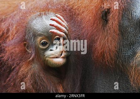 (180111) -- SINGAPOUR, 11 janvier 2018 -- Un bébé orang-outan bornéen est vu lors d'une visite médiatique d'animaux nouveau-nés au zoo de Singapour le 11 janvier 2018. Les animaux confiés aux réserves fauniques de Singapour (WRS) ont donné naissance à plus de 540 bébés en 2017. (djj) SINGAPORE-ZOO-ANIMAUX NOUVEAU-NÉS ThenxChihxWey PUBLICATIONxNOTxINxCHN Banque D'Images