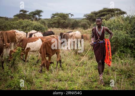 (180113) -- NAIROBI, le 13 janvier 2018 -- Un Masaï troupeau son bétail près du parc national d'Amboseli, Kenya, le 9 janvier 2018.) lx) KENYA-MASAI VILLAGE-LIFE LyuxShuai PUBLICATIONxNOTxINxCHN Banque D'Images