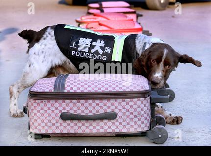 (180114) -- SHANGHAI, le 14 janvier 2018 -- Un policedog reçoit une formation sur la détection des drogues à Shanghai, dans l est de la Chine, le 14 janvier 2018. La 10e division de l'escadron d'enquête criminelle du Bureau de la sécurité publique de Shanghai compte plus de 100 policiers. Les chiens ont dû garder un entraînement quotidien même en hiver froid afin de maintenir leur mémoire et d'autres capacités.) (Qxy) CHINA-SHANGHAI-POLICEDOG TRAINING (CN) FanxJun PUBLICATIONxNOTxINxCHN Banque D'Images