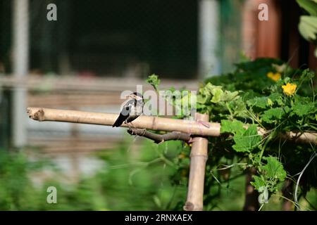 Pied indien Myna - Gracupica contra Banque D'Images