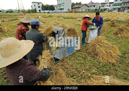 (180121) -- HANGZHOU, le 21 janvier 2018 -- des travailleurs de la société de développement agricole Daofu récoltent du riz dans la ville de Jiande, dans la province du Zhejiang de l est de la Chine, le 23 novembre 2017. Le revenu disponible rural par habitant du Zhejiang a atteint 24 956 yuans (3 900 dollars des États-Unis) en 2017, en hausse de 9,1 pour cent d'une année sur l'autre, selon les dernières statistiques. Ce chiffre a dépassé les provinces et les régions autonomes de la Chine pendant 33 années consécutives. ) (Ry) CHINE-ZHEJIANG-REVENUS RURAUX (CN) TanxJin PUBLICATIONxNOTxINxCHN Banque D'Images