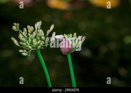 Belles fleurs dans le parc Banque D'Images