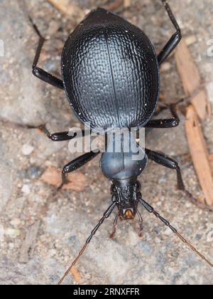 Un coléoptère identifié comme Scaphinotus sp. avec un minuscule acarien - beetle macro Banque D'Images
