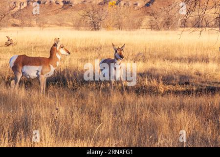 Pronghorn, Antilocapra americana, dans le Custer State Park dans le Dakota du Sud en automne. Les pronghorns sont les animaux les plus rapides d'Amérique du Nord. Ils peuvent courir à 60 km/h. Banque D'Images