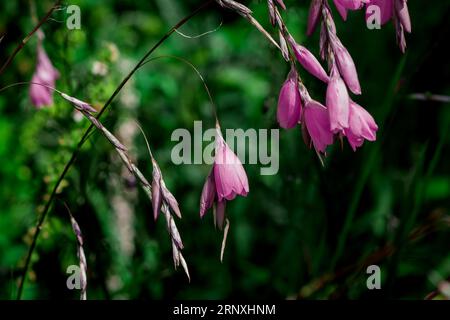 Belles fleurs dans le parc Banque D'Images