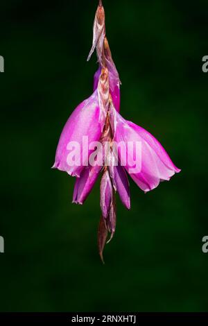 Belles fleurs dans le parc Banque D'Images