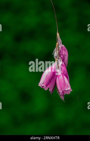 Belles fleurs dans le parc Banque D'Images