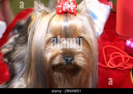 (180214) -- BEIJING, le 14 février 2018 -- Un chien est prêt à participer à la compétition internationale de chiens de Sarajevo, à Sarajevo, en Bosnie-Herzégovine, le 19 juillet 2013. Les chiens sont généralement salués comme le meilleur ami de l'homme , et aident les gens de plusieurs façons. Passons en revue les moments apportés par les chiens pour saluer l'approche de l'année lunaire chinoise du chien. Le nouvel an lunaire chinois, également connu sous le nom de Festival du printemps, tombe le 16 février cette année. La célébration de cette année marquera le début de l année du chien. Le chien arrive 11e dans la rotation du zodiaque de 12 animaux utilisée par les Chinois pour représenter l'année. H Banque D'Images