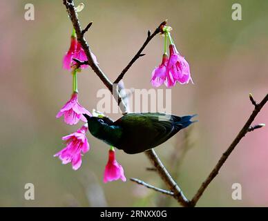 (180215) -- FUZHOU, 15 février 2018 -- Un sunbird à queue de fourche recueille du miel sur un cerisier dans le parc forestier national de Fuzhou à Fuzhou, capitale de la province du Fujian du sud-est de la Chine, 14 février 2018.) (mp) CHINA-FUZHOU-CHEERY BLOSSOM-BIRDS (CN) MeixYongcun PUBLICATIONxNOTxINxCHN Banque D'Images