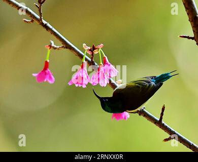 (180215) -- FUZHOU, 15 février 2018 -- Un sunbird à queue de fourche recueille du miel sur un cerisier dans le parc forestier national de Fuzhou à Fuzhou, capitale de la province du Fujian du sud-est de la Chine, 14 février 2018.) (mp) CHINA-FUZHOU-CHEERY BLOSSOM-BIRDS (CN) MeixYongcun PUBLICATIONxNOTxINxCHN Banque D'Images