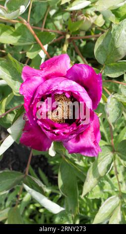 Paeonia × suffruticosa 'Bai Yuan Hong Xia' Banque D'Images