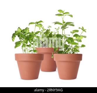 Différentes herbes vertes dans des pots d'argile isolés sur blanc Banque D'Images