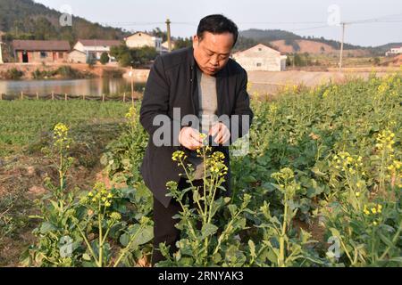 (180307) -- PÉKIN, 7 mars 2018 -- une photo prise le 26 février 2018 montre le scientifique agricole Shen Changjian, un député nouvellement élu au 13e Congrès national du peuple (NPC), travaille dans une base de recherche dans le comté de Linli, dans la province du Hunan au centre de la Chine. Le 13e PCN a tenu sa première session début mars. Parmi les 2 980 députés, plus de femmes, d agriculteurs et de travailleurs, mais moins de fonctionnaires siégeaient à la haute législature de la Chine. La nouvelle gamme compte 742 femmes, représentant 24,9 pour cent du total, en hausse de 1,5 points de pourcentage par rapport au précédent PNJ. Au total, 468 députés sont des travailleurs et des agriculteurs. Leur part a Banque D'Images