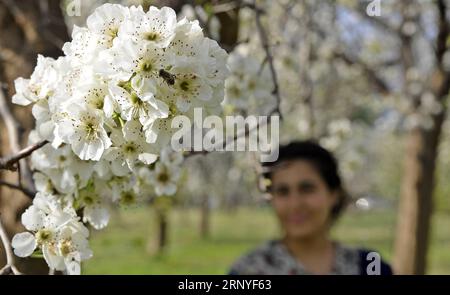 (180316) -- ISLAMABAD, 16 mars 2018 -- une photo prise le 16 mars 2018 montre des fleurs en fleurs à Islamabad, capitale du Pakistan. (swt) PAKISTAN-ISLAMABAD-SPRING-FLOWERS SaadiaxSeher PUBLICATIONxNOTxINxCHN Banque D'Images