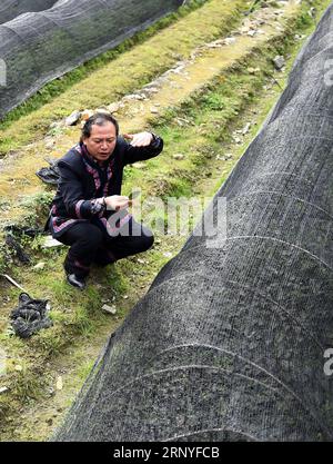 (180317) -- PÉKIN, 17 mars 2018 -- une photo prise le 11 janvier 2015 montre que long Xianwen vérifie l'état des semis d'arbres à thé dans le village de Niujiaoshan dans le comté de Guzhang, province du Hunan au centre de la Chine. Long Xianwen du groupe ethnique Miao, vient du village de Niujiaoshan dans le comté de Guzhang, province du Hunan en Chine centrale. En tant que secrétaire de village de la branche du Parti communiste chinois, long conduit les villageois à développer des affaires locales en lançant des plantations de thé et du tourisme rural. Le village, situé dans des zones montagneuses reculées, était autrefois un endroit frappé de pauvreté où l'annuel per c Banque D'Images