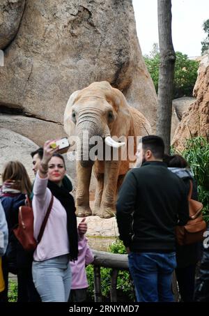 (180326) -- VALENCE, le 26 mars 2018 -- Une fille prend un selfie avec un éléphant d'Afrique au zoo bioparc de Valence, Espagne, le 25 mars 2018. )(jmmn) ESPAGNE-VALENCIA-BIOPARC ZOO GuoxQiuda PUBLICATIONxNOTxINxCHN Banque D'Images