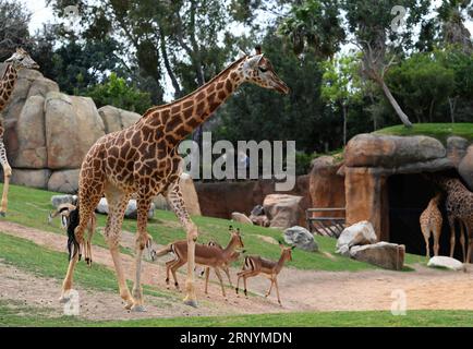 (180326) -- VALENCE, le 26 mars 2018 -- des girafes et des antilopes sont observées au zoo bioparc de Valence, Espagne, le 25 mars 2018. )(jmmn) ESPAGNE-VALENCIA-BIOPARC ZOO GuoxQiuda PUBLICATIONxNOTxINxCHN Banque D'Images